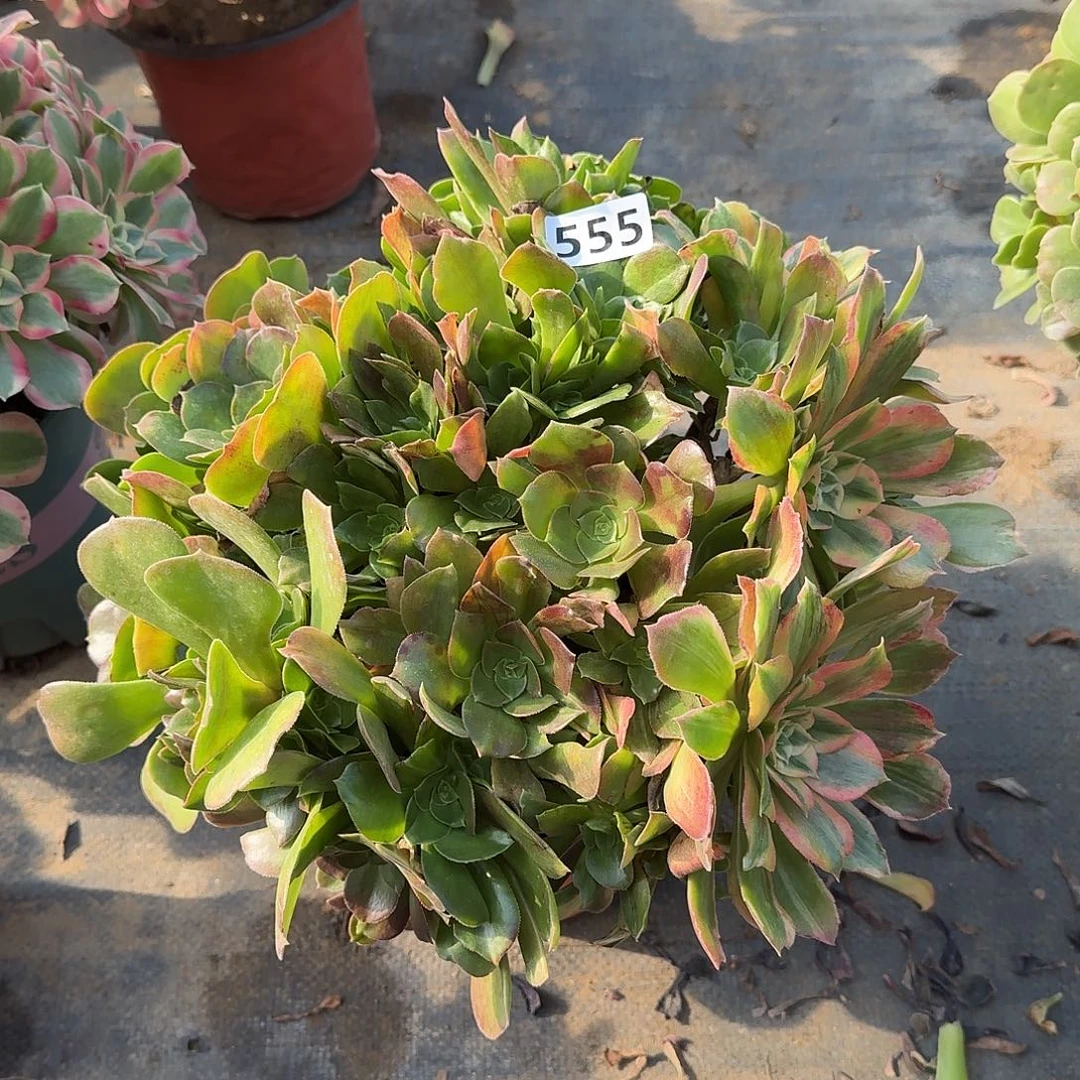 多肉植物阴阳光辉555