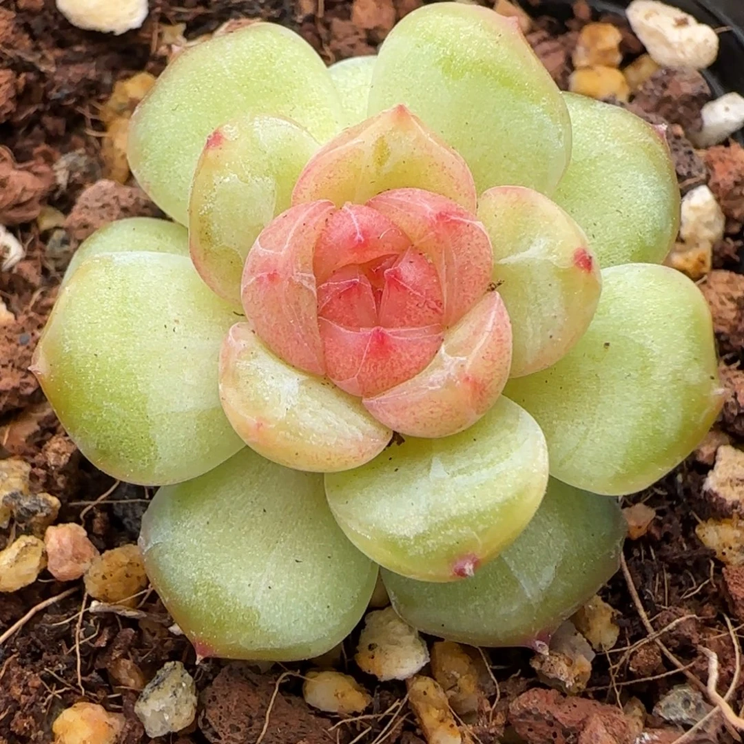 【满29包邮非偏远】670