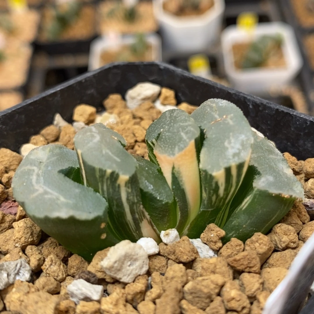 411大绳玉扇多肉植物