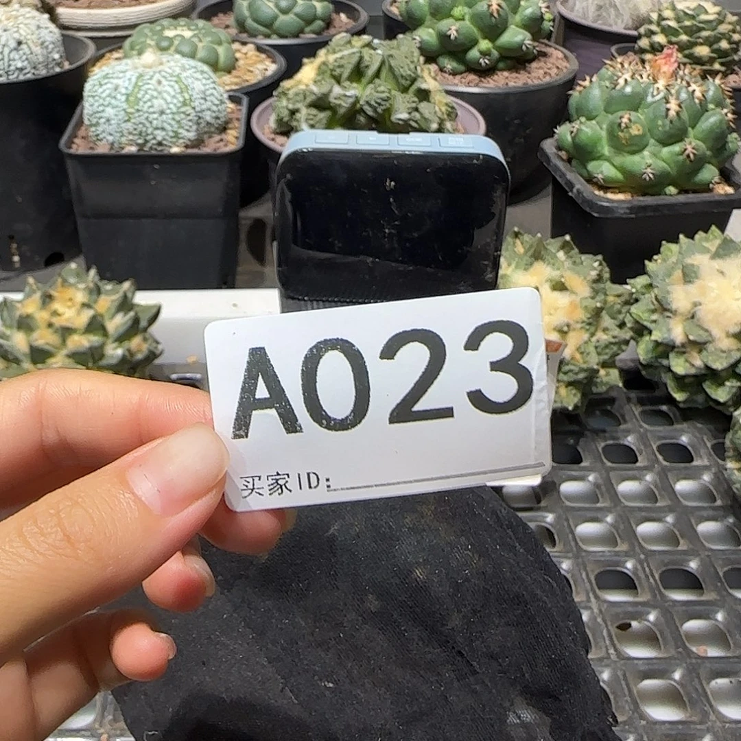 好***鱼实生仙人球特价一颗