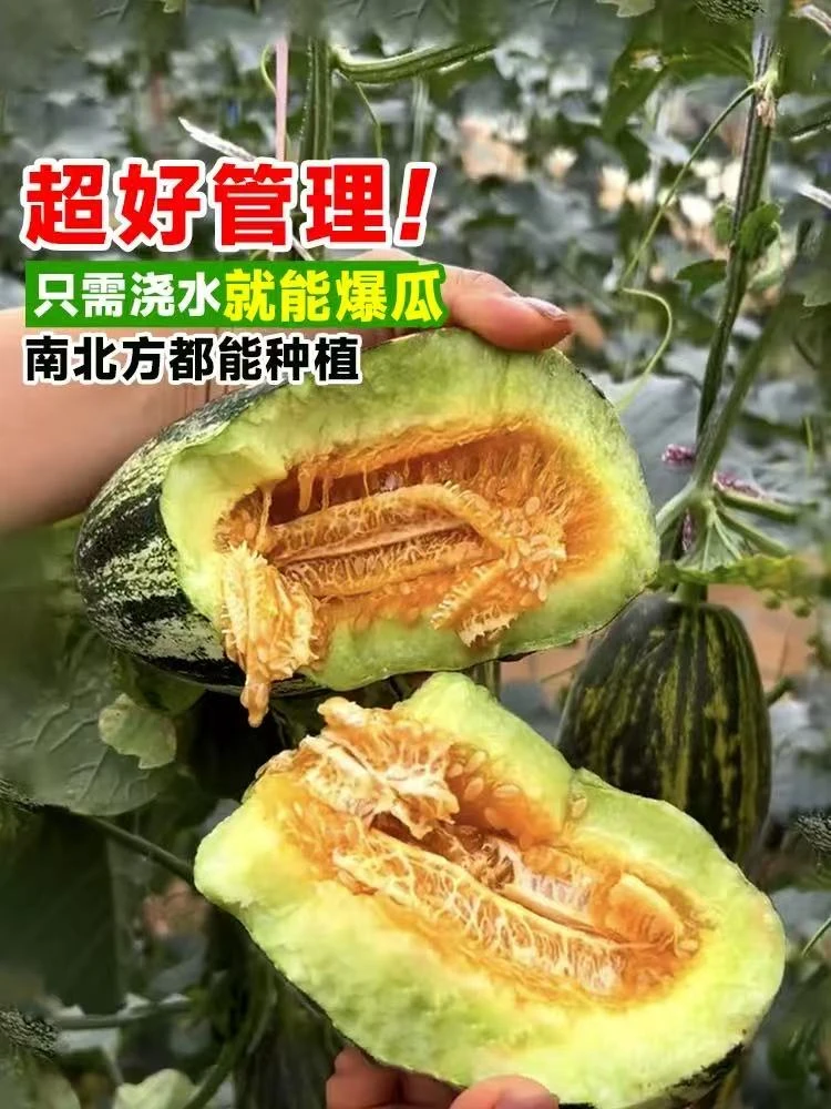 甜瓜种子大全/羊角蜜/甜宝/冰糖子/哈密瓜黄金蜜种子