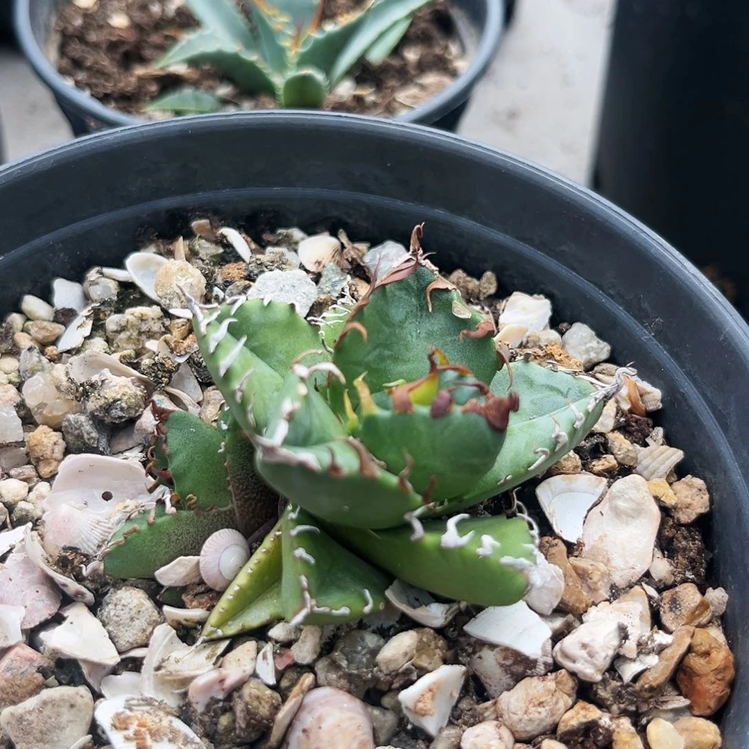 潮流植物优选魔丸,带侧芽