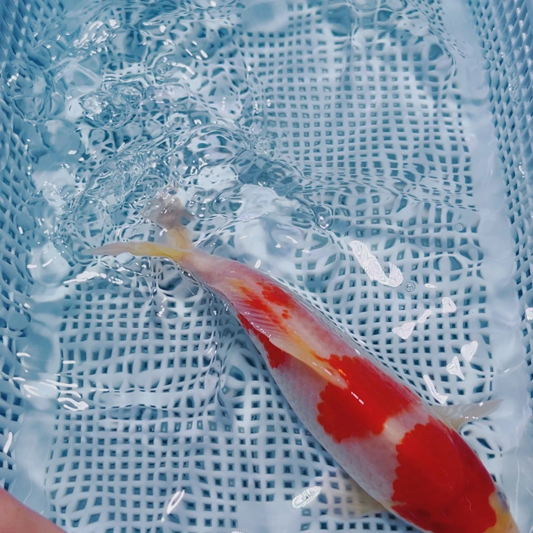 海水鱼锦鲤冷水观赏鱼135