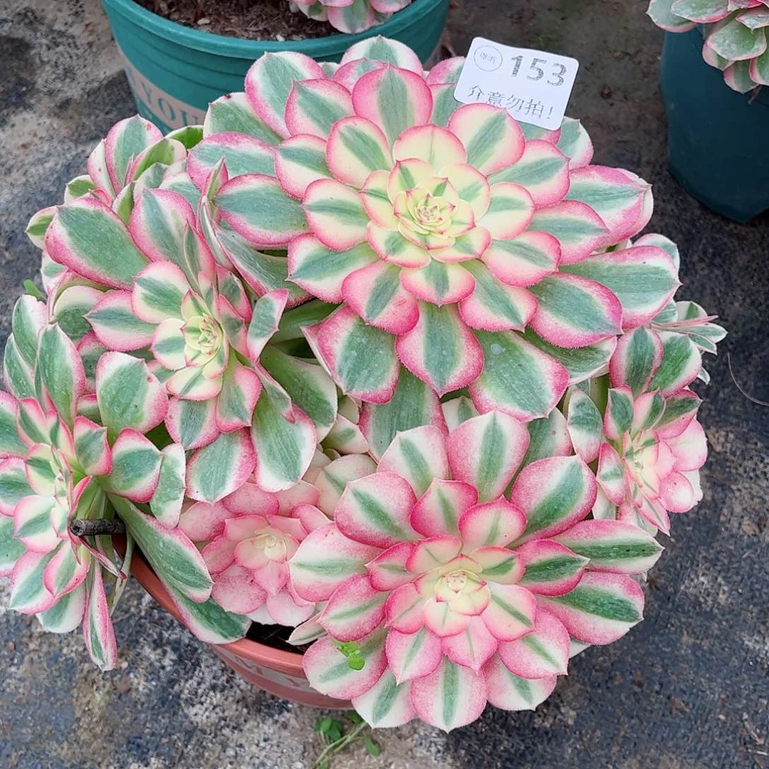 无花朵多肉植物倾城153