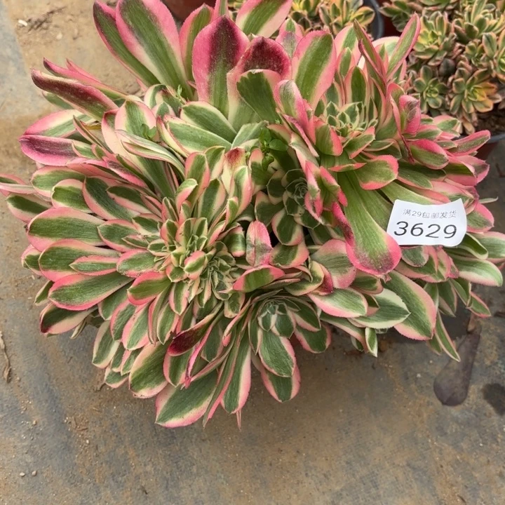 粉女巫坠多肉法师3629