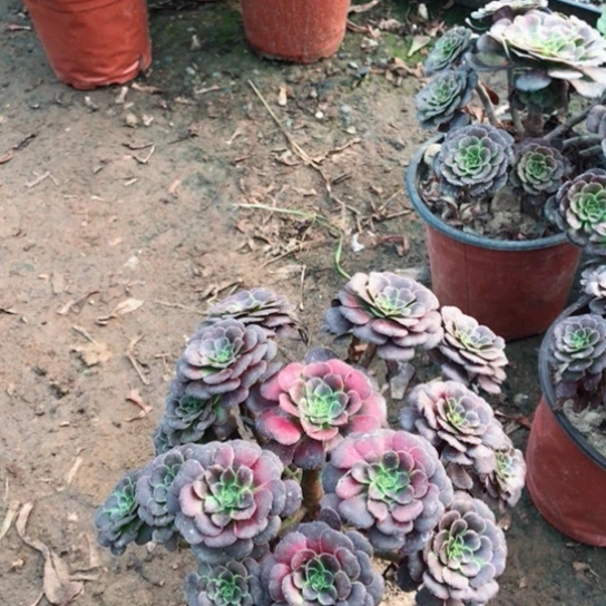萝莉法师多肉植物1