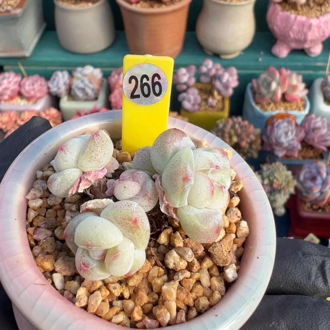 ****…266冰玉自然群无砍