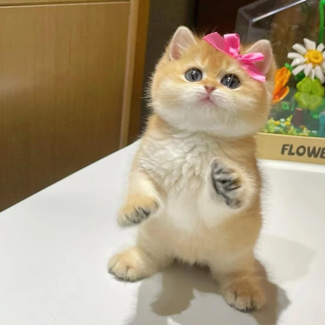 宠物猫活体英短猫金渐层幼猫一物一拍