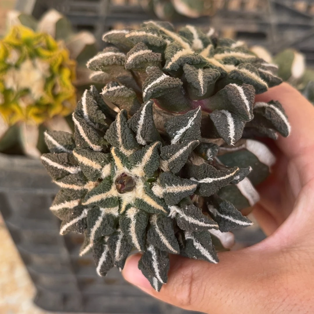 草球双头黑仙人球福利出