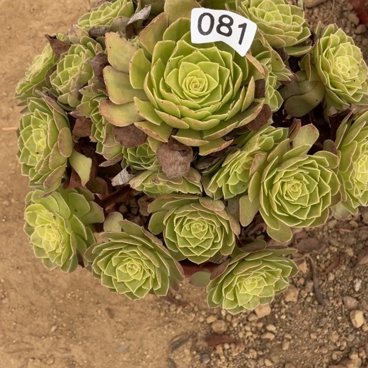 无花朵081多肉植物雨荷