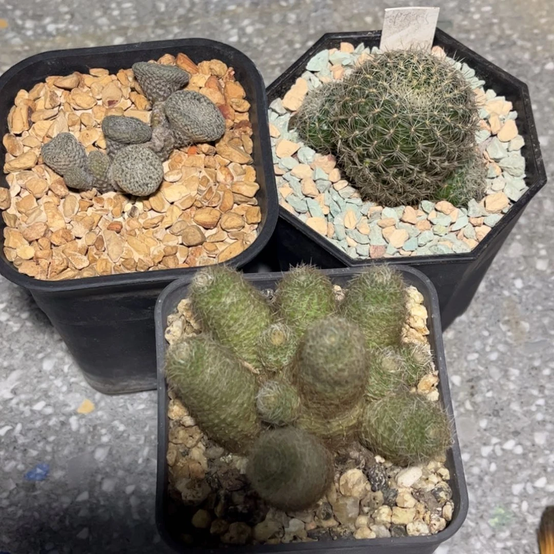 侧芽扦插繁殖带盆发货