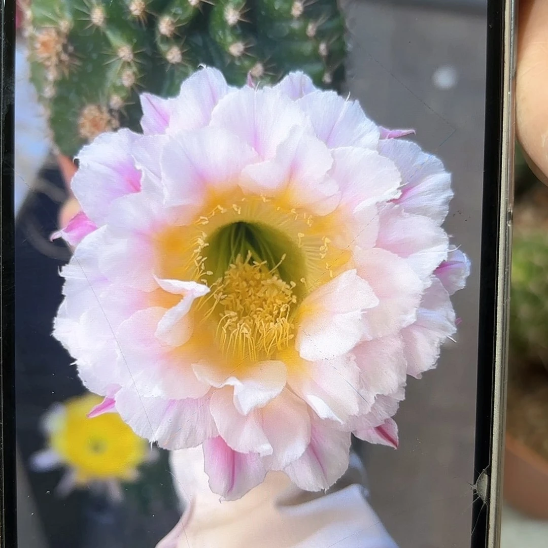 彩草1-29号6公分左右