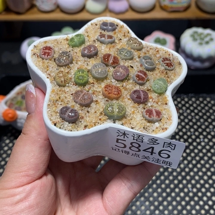 带盆土植物 一物一拍5846