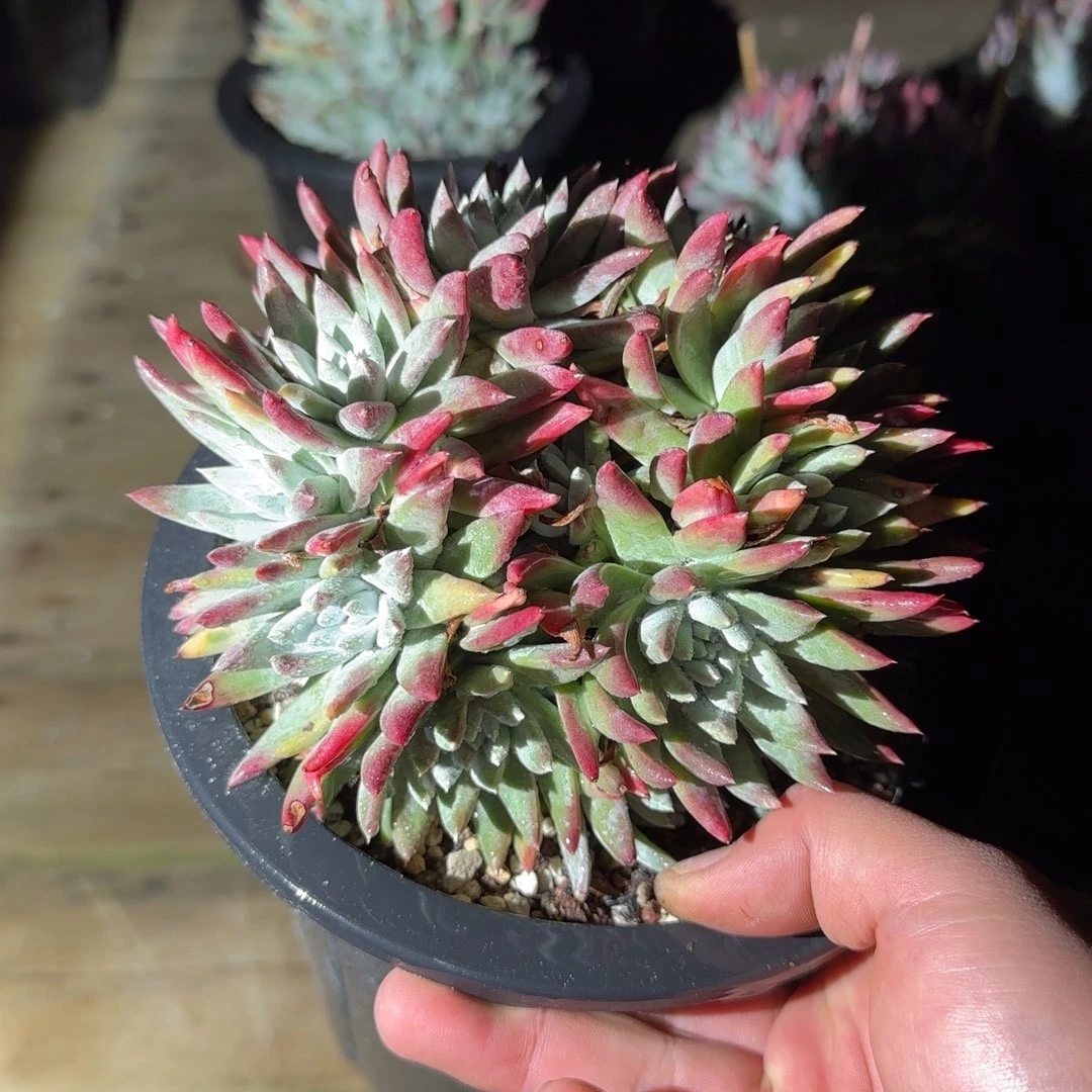 晨***✨20250204多肉晨曦姐058