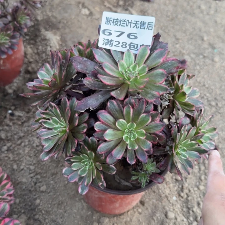 676二号棚紫霞仙子D