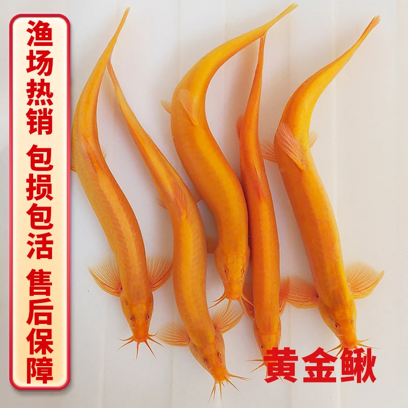 黄金泥鳅免换水懒人套装 生态缸清道夫 观赏鱼 除藻工具鱼观赏鱼