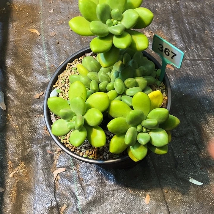 星****多肉植物芒果奶367