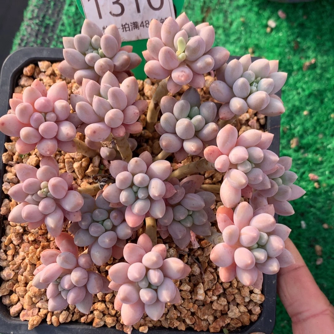 星黛露老桩一物一拍