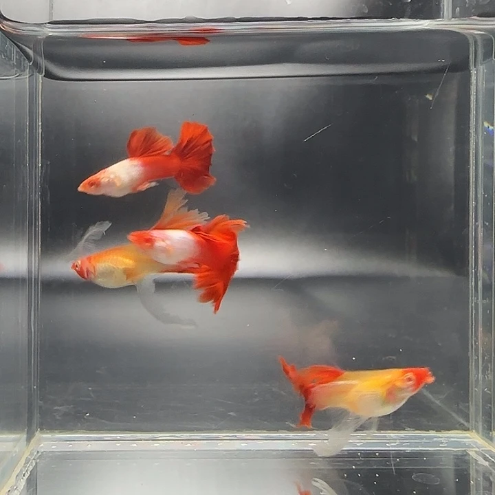 孔雀鱼艾尔银红头绣球2对