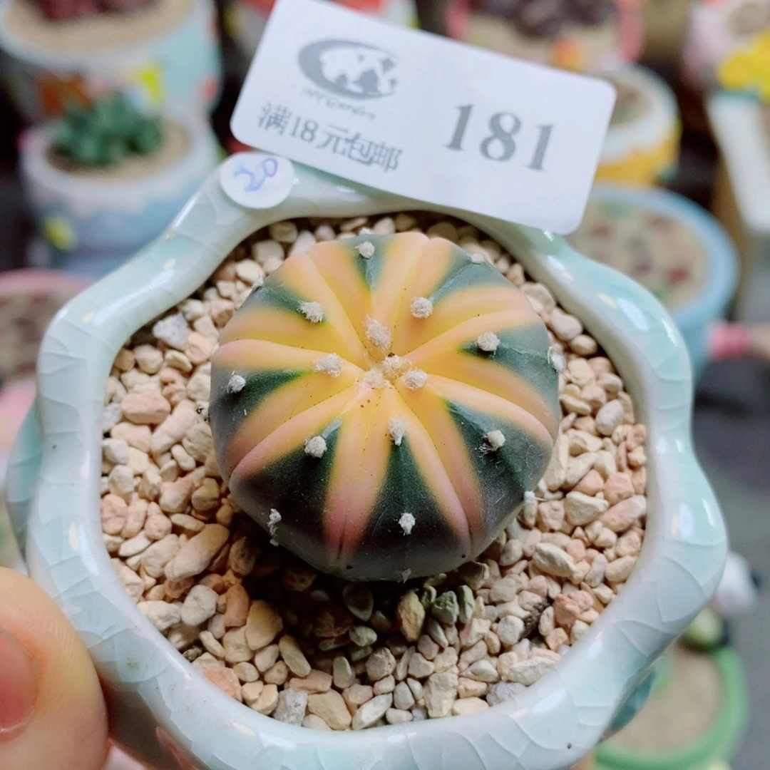 生石花花花花花花花181