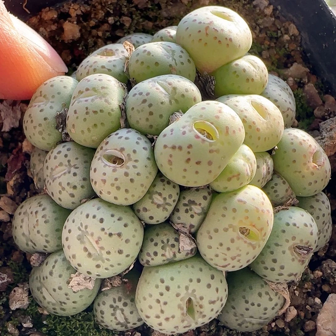 28包邮脱土发货25504