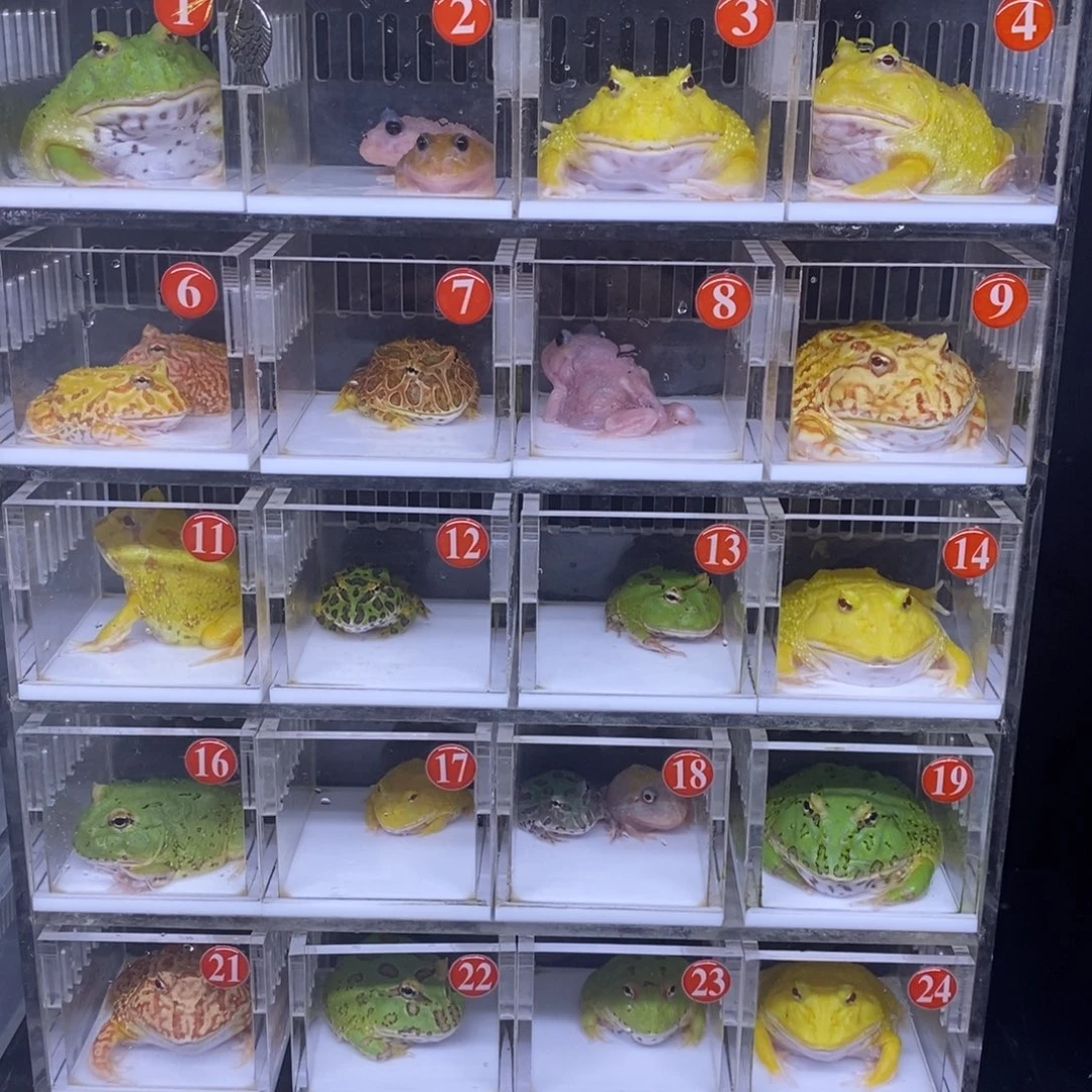 角蛙恭喜发财大吉大利