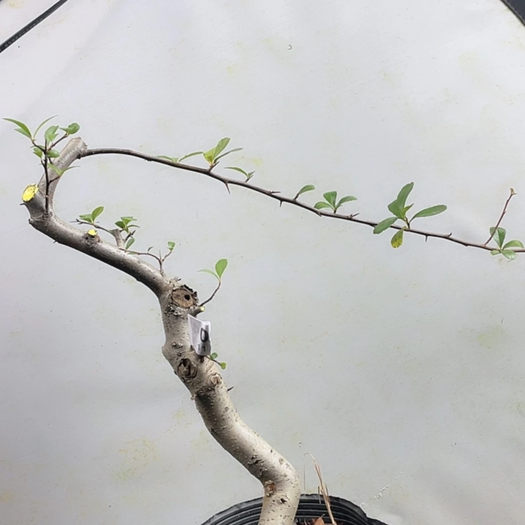 【闪购商品】无花朵04