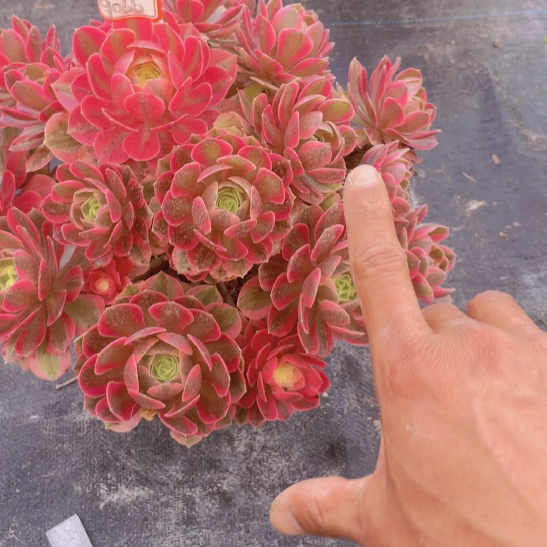 粉女巫老桩手捧9066