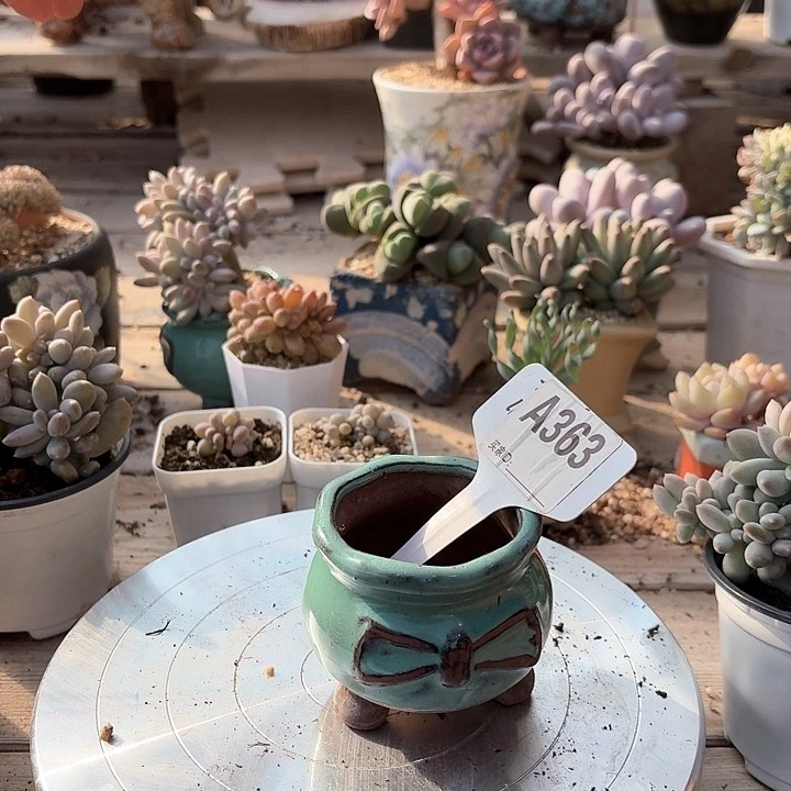 加***糕x b x x ch j j 363