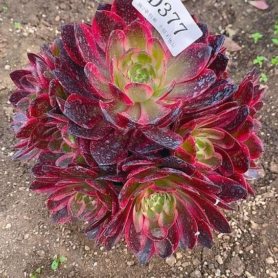 377云荷多肉法师锦