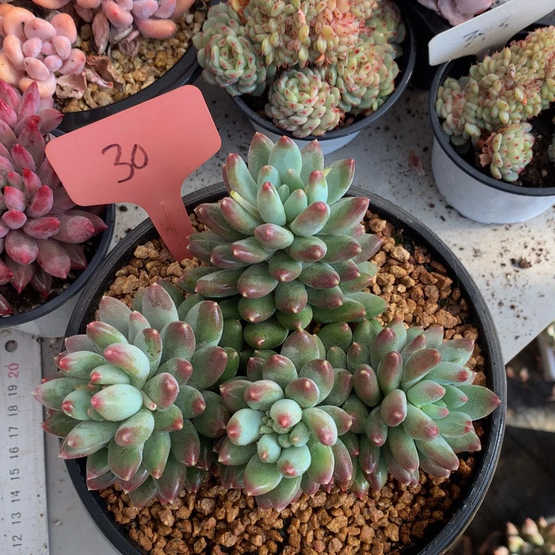 星月菩提828272727272