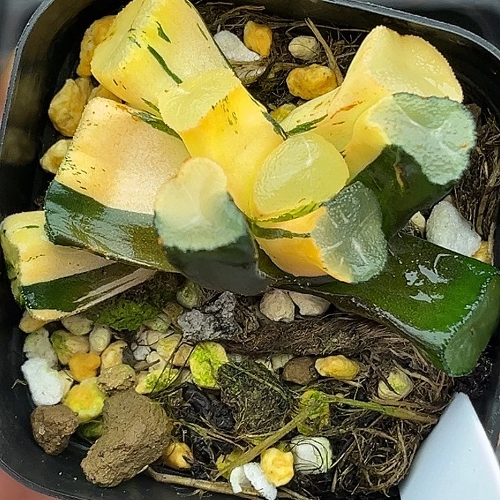 1玉龙万象锦发发发发发发