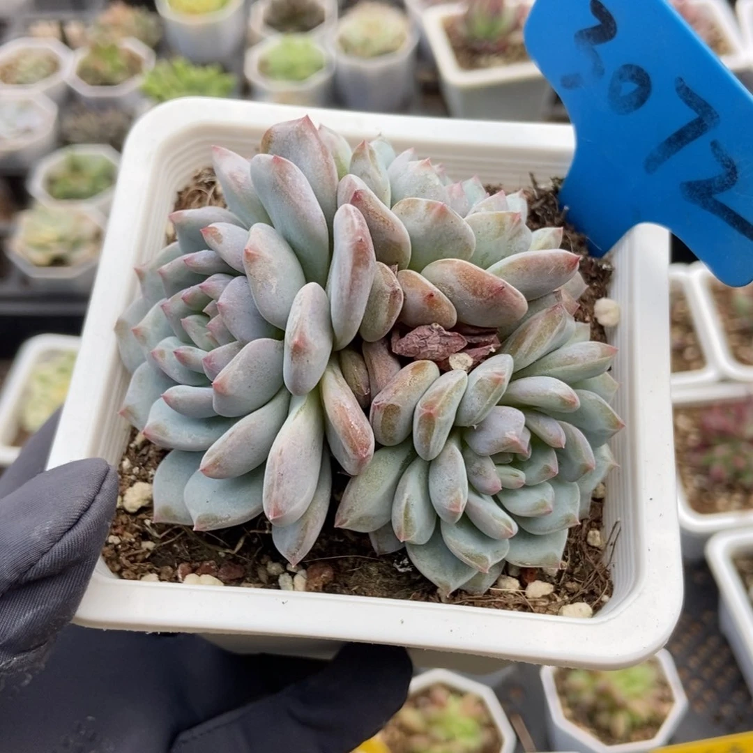 3072玉芙蓉多肉植物保护