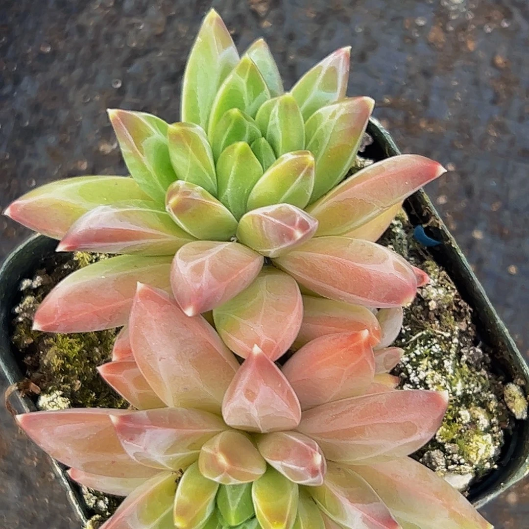 美美精品多肉美人系