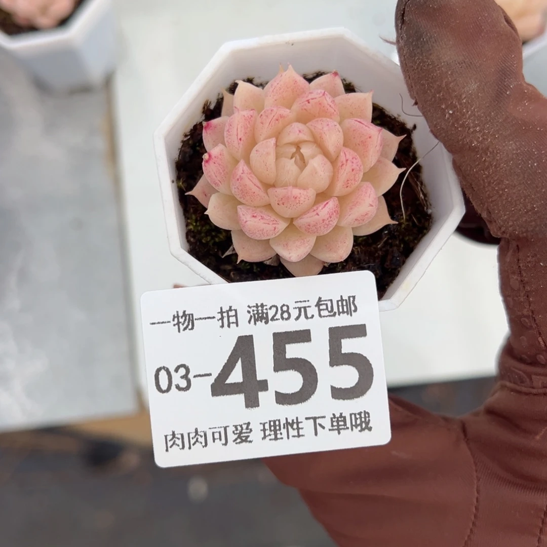 美****麦秆，多肉多肉多肉多肉