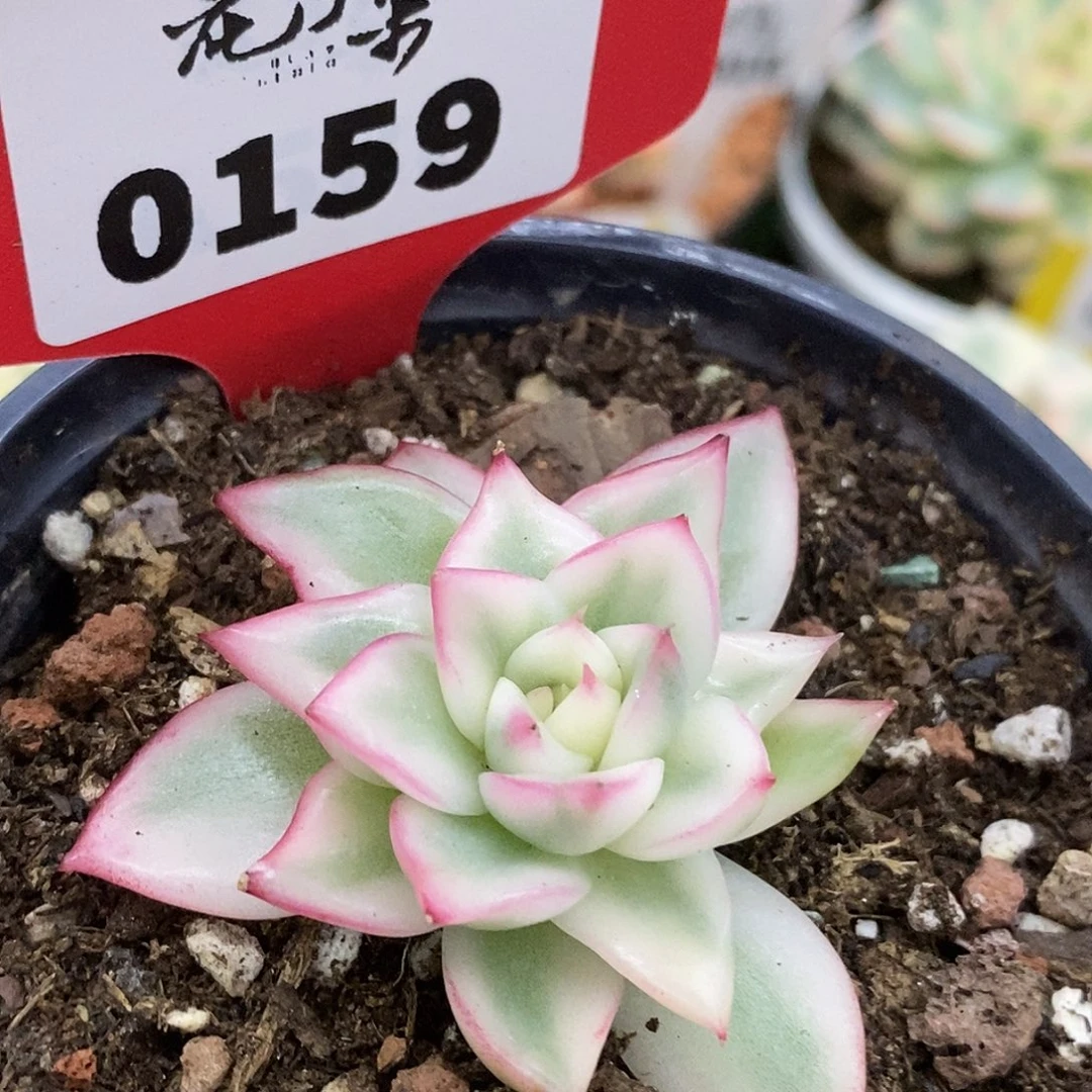 159卡利哈哈哈哈哈哈哈