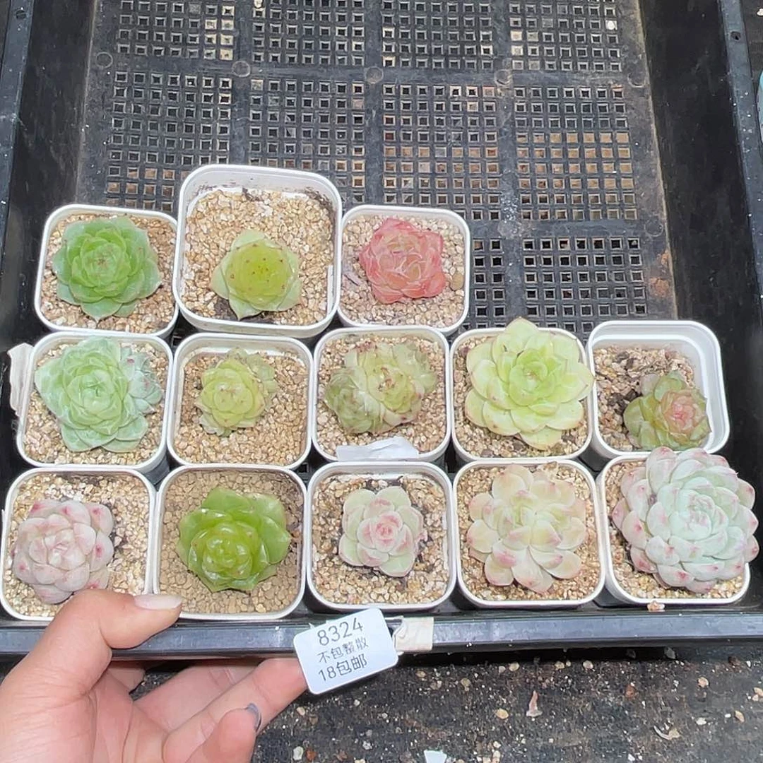 ****姐8324。  13。 棵肉。