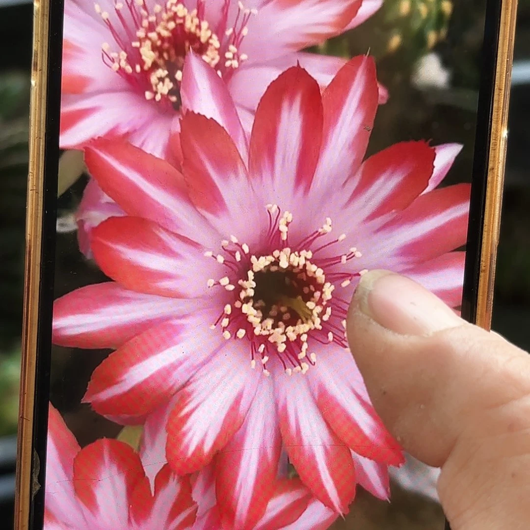 丽花蝉衣侧牙20包邮仙人球32