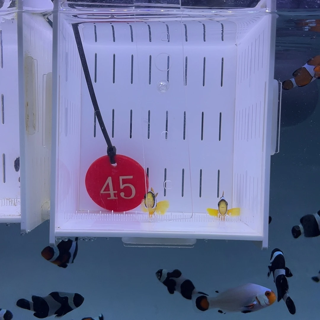 海水鱼人工金双待