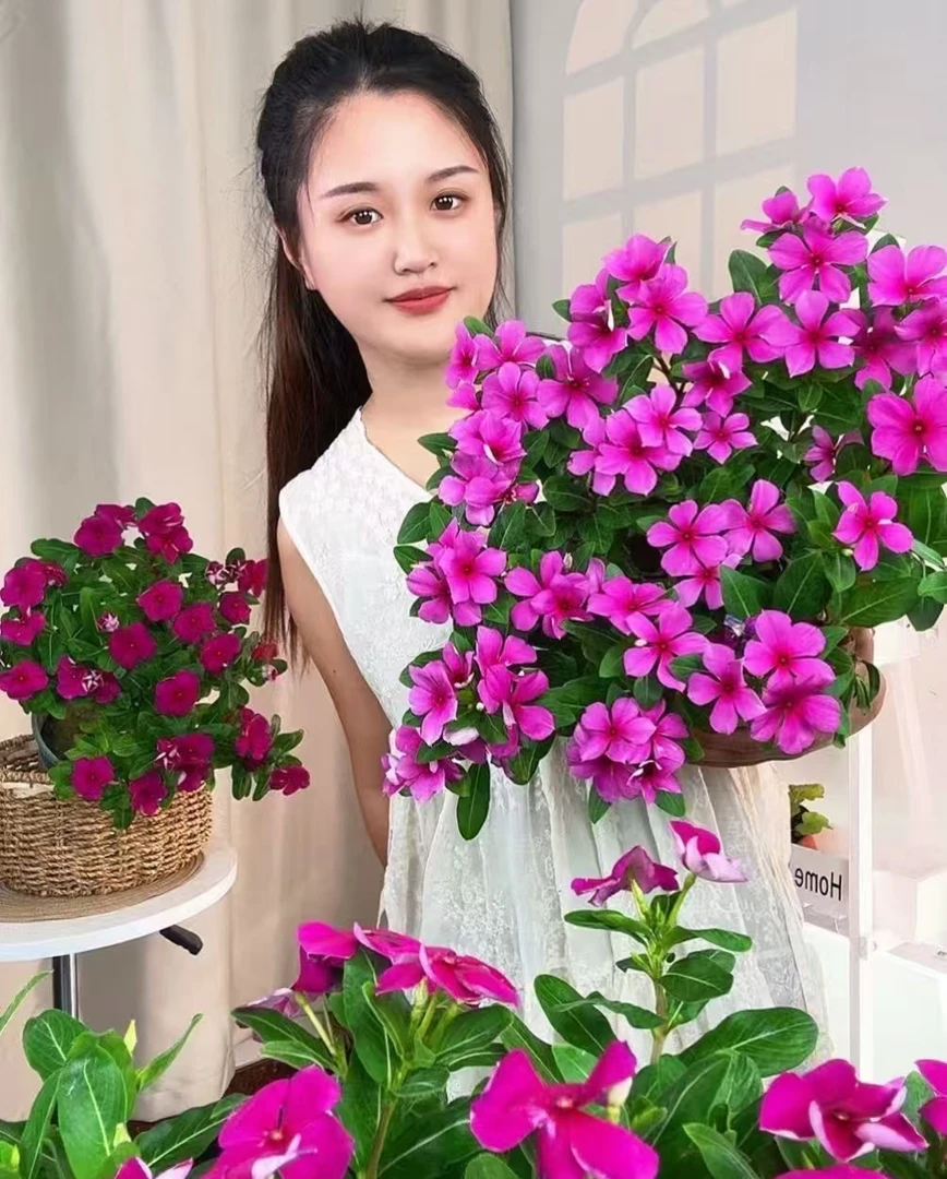 【木本天天开】耐热耐晒长春花金达莱庭院阳台耐晒【带花带花苞发货】