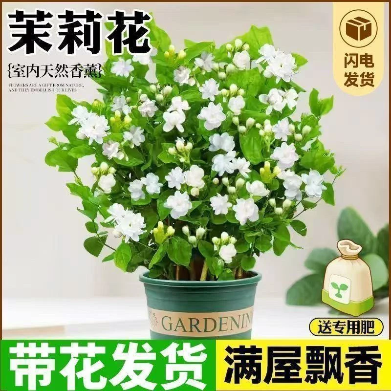 带花苞重瓣浓香茉莉花盆栽室内外种植好养活花卉