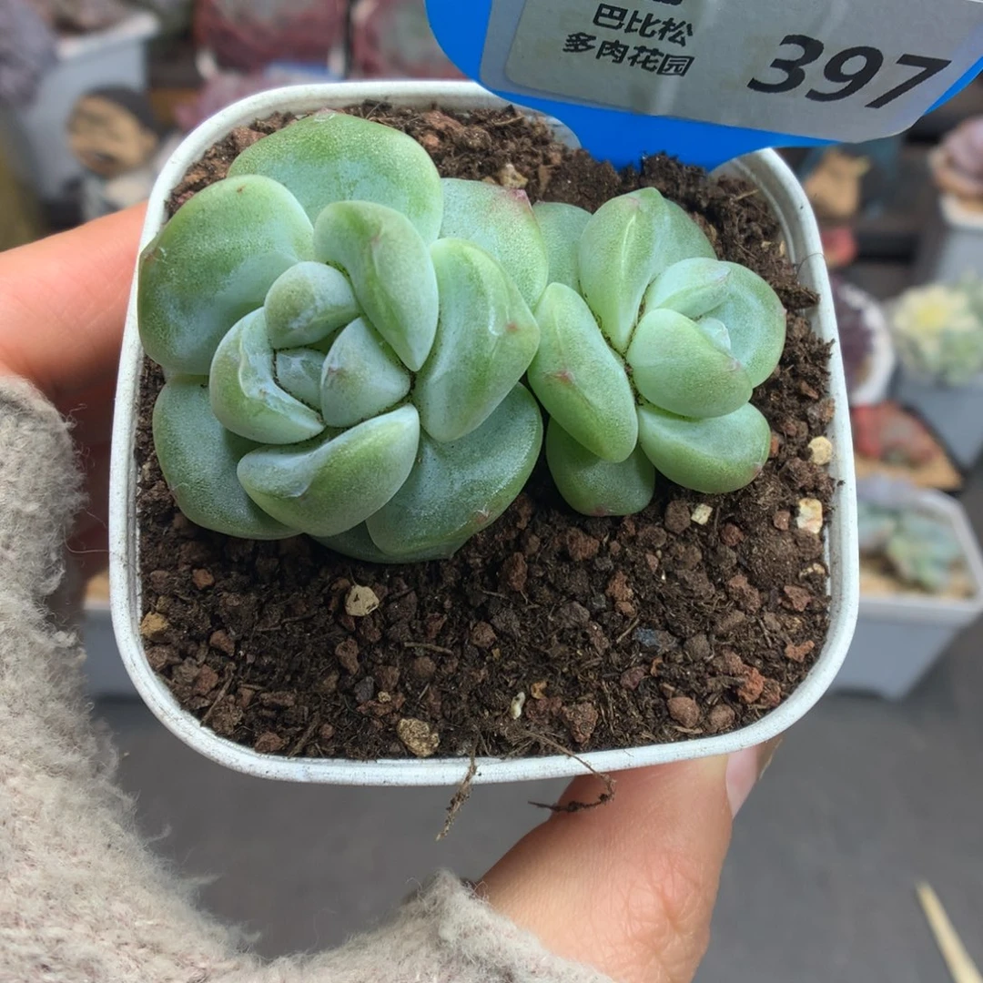 397双头翡翠冰玉多肉植物