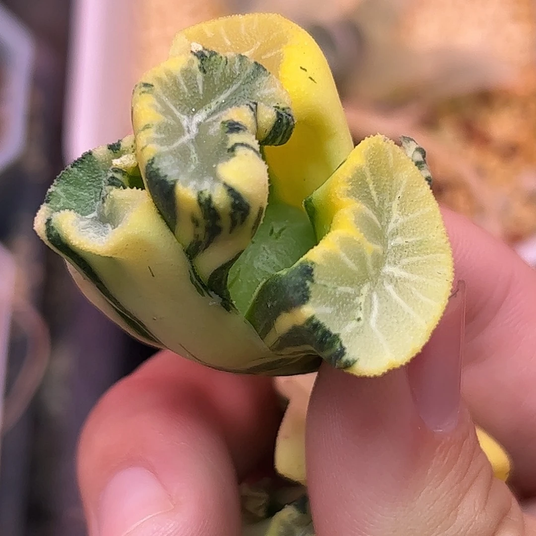 花玲锦十二卷多肉010