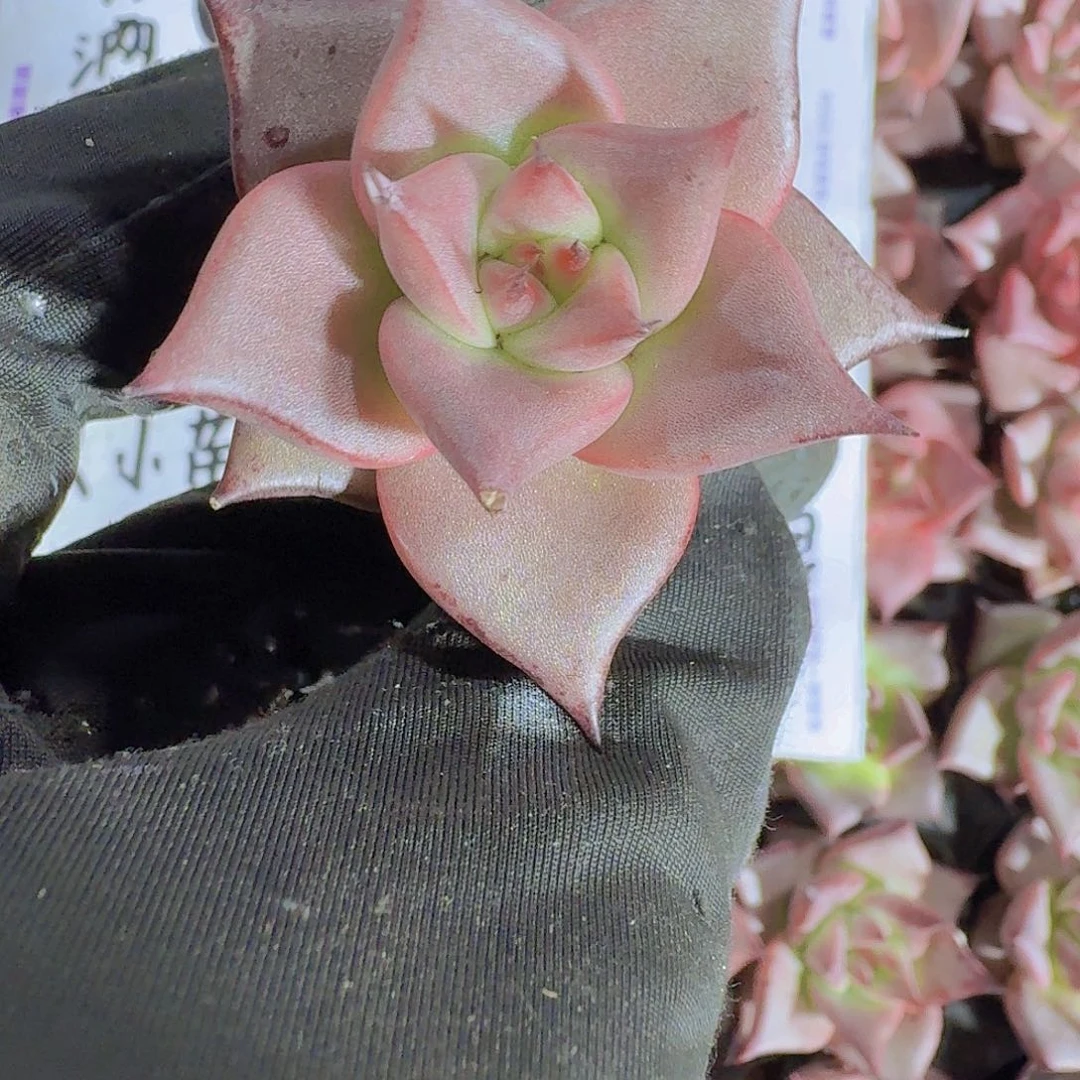 精品罗密欧两米三颗