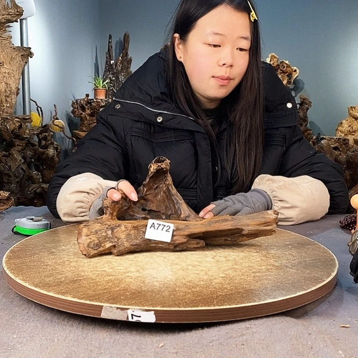茶盏鑫**绘772株木的随行的根艺