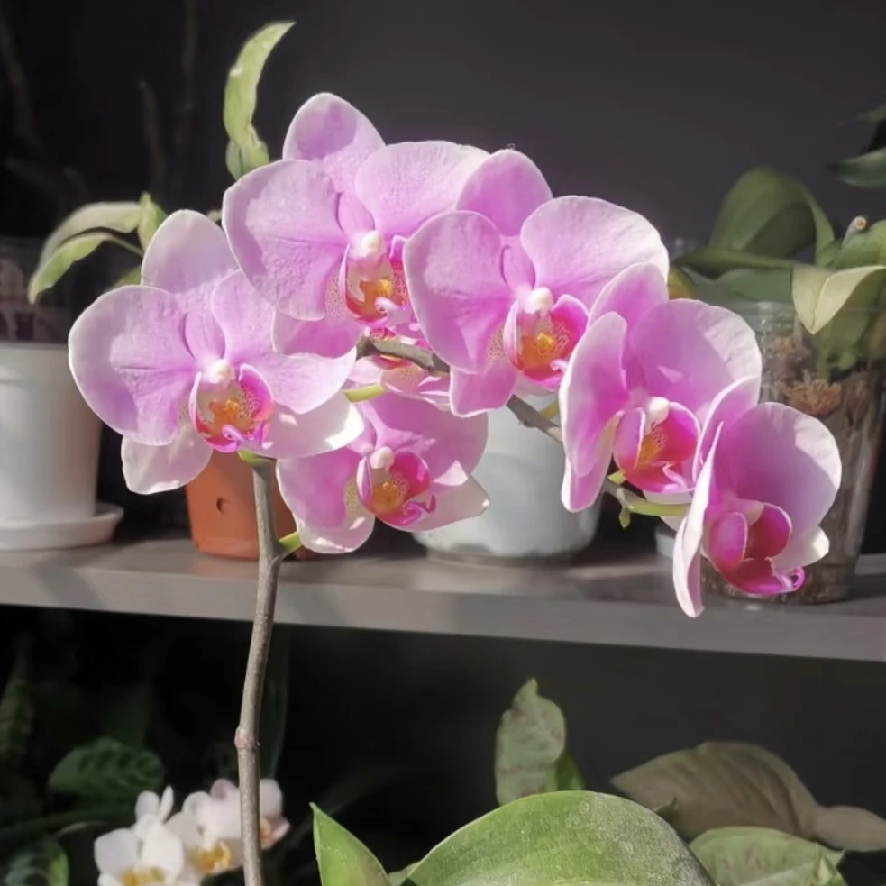 紫蝶蝴蝶兰 年宵花盆栽花卉多年生室内阳台易养护爆花强