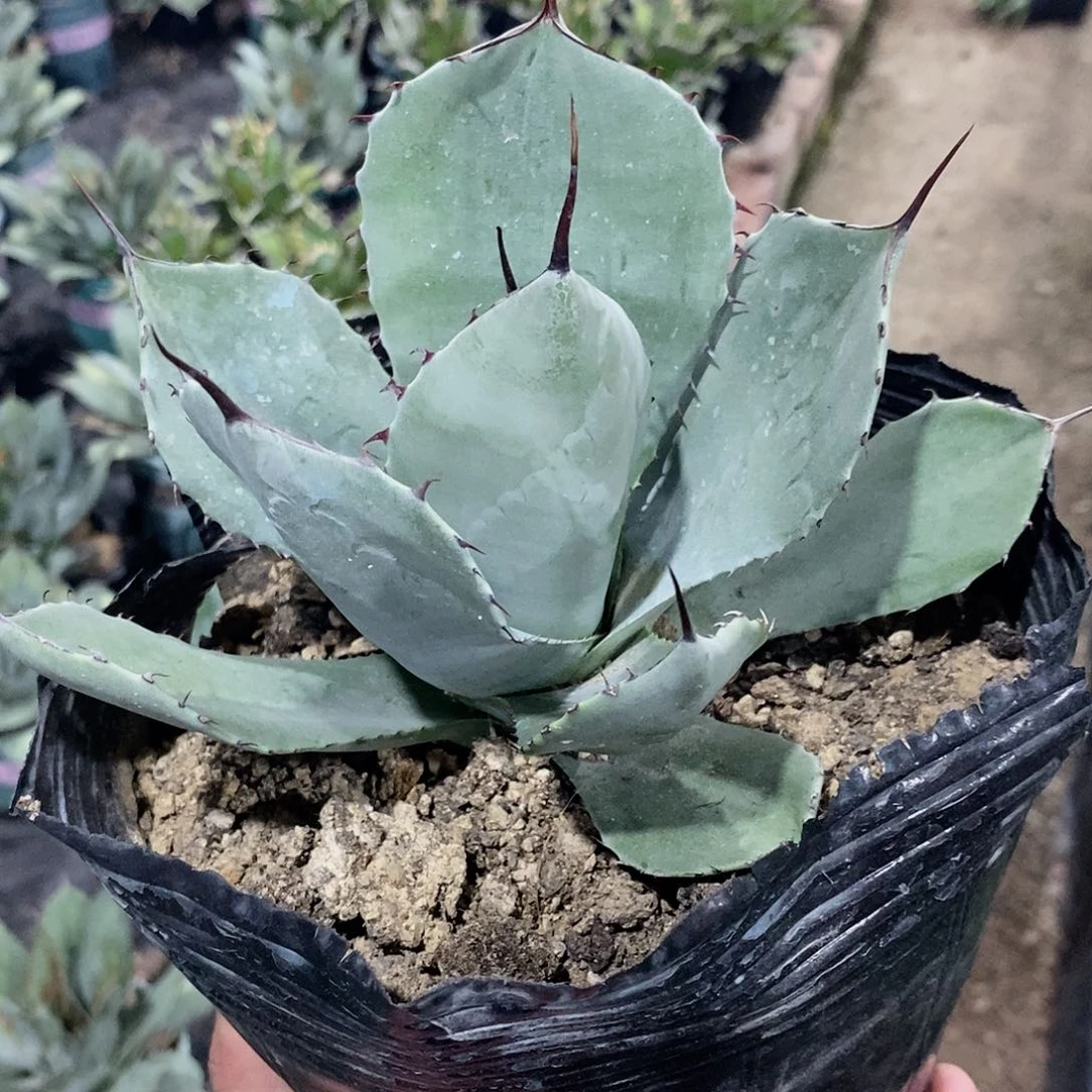 福克斯冠幅15公分以上