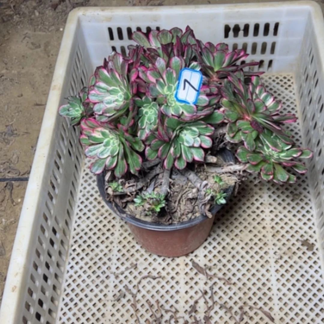 【闪购商品】境多肉植物砍过不售后7