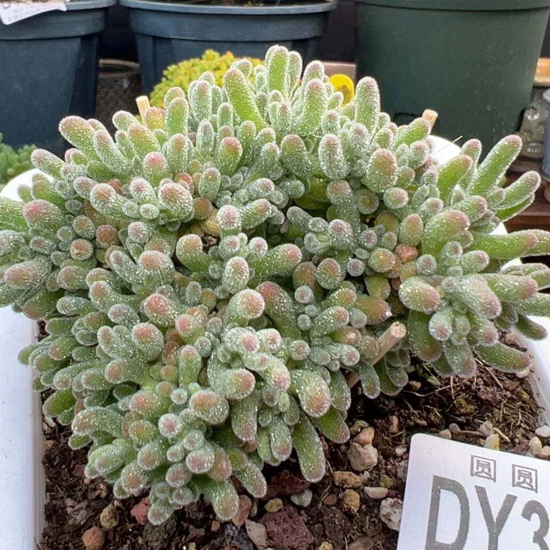dy3393提根冰晶冠幅7cm