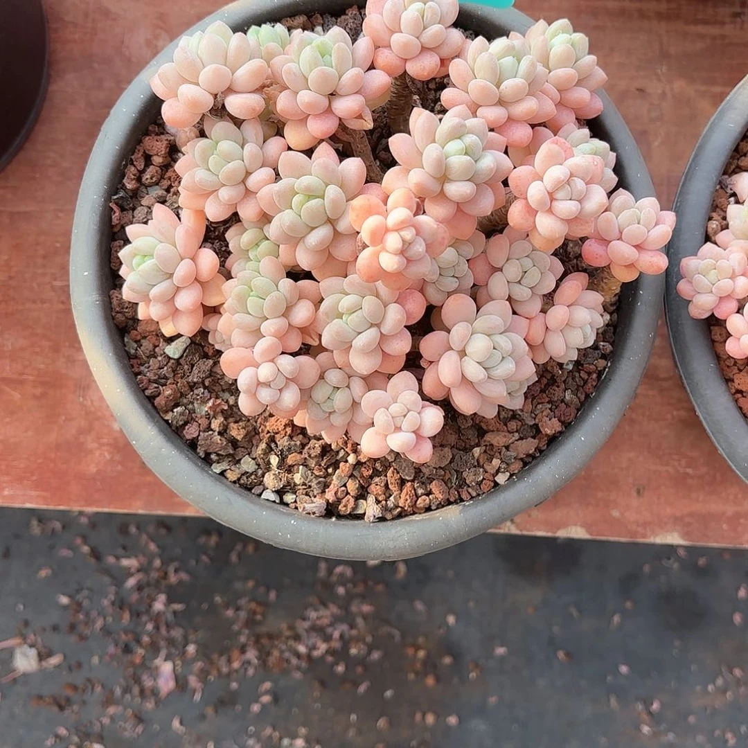 小小弟精品多肉鱼子酱